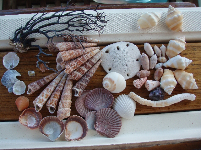 Collected shells