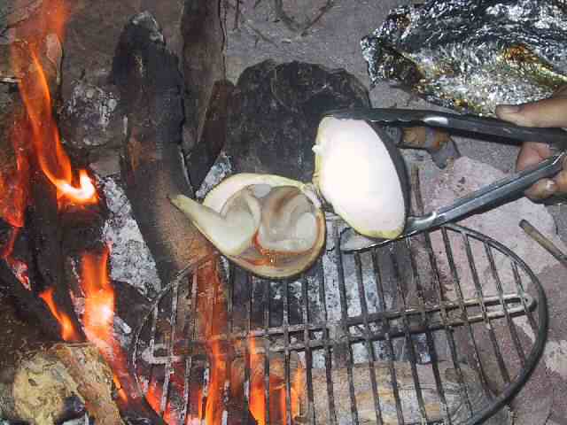 BIG Clams!