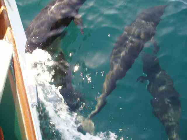 Dolphins play at bow