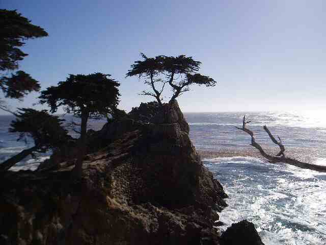 Lone Pine at Point Lobos